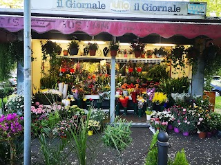 Fiori E Piante