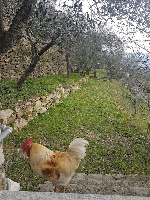 B&B Le Colline di Bana - Camogli