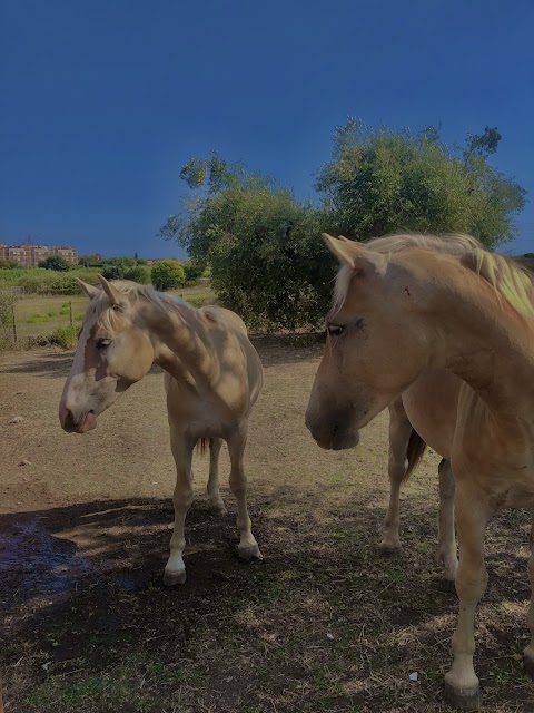 Centro Equestre Barone - Scuola di Equitazione per adulti e bambini