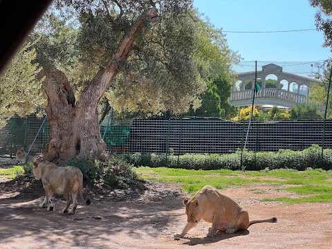 Zoosafari