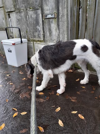 Ambulatorio Veterinario Biagioni Gagliani Lencioni Romeo