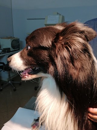 Ambulatorio Veterinario POGGIOFRANCO dr. L. Cicola