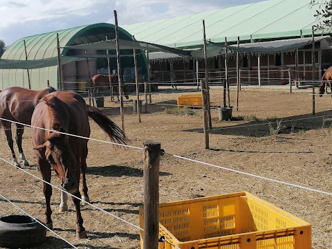 Società Agricola Bosco Mignolo Centro Cinofilo & Allevamento Quarter Horse