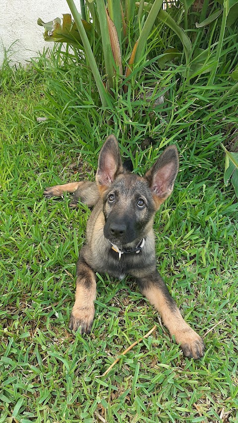 Accademia Del Cane di Daniele Petrolo