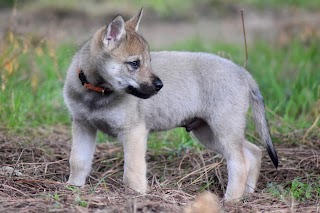 Mon Viso Rioblu Allevamento Cane Lupo Cecoslovacco