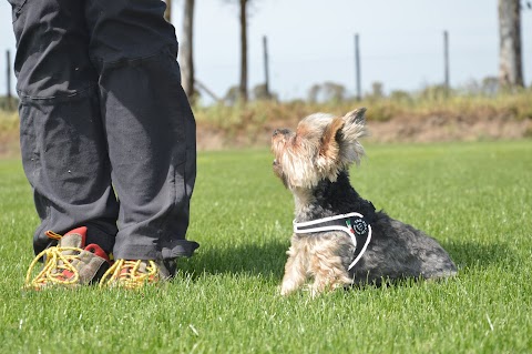 Centro Cinofilo Dogs & Co. Academy asd