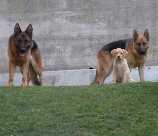 TOBLER Allevamento e Pensione per cani