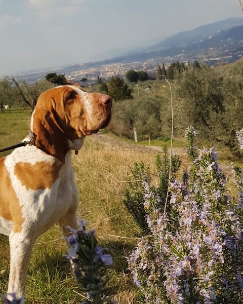 TuscanHound (Florence Pet Sitting)