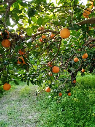 Azienda agricola Tavormina Francesco