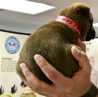 Ambulatorio Veterinario Eliasy