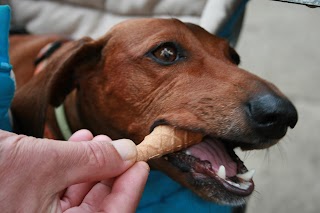 Ambulatorio Medico Veterinario "Piacentini - Migliavacca"