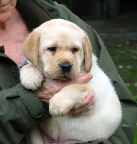 Labrador Retriever Fior d'Acqua