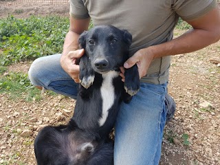 Il Rifugio degli Animali