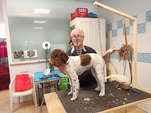 Toelettatura Snoopy la casa del Lagotto Romagnolo