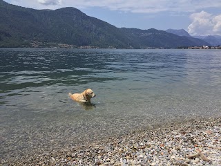 Viaggi con il cane