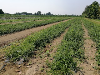 Azienda Agricola Filippini Annalisa