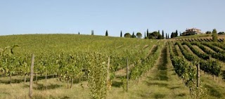 Cantine di Maggio