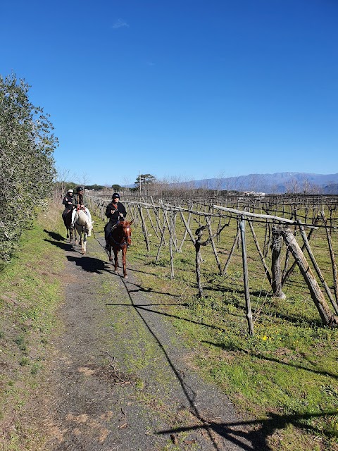 Horses Land Vesuvio