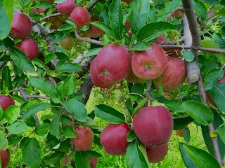 Azienda Agricola Pellegrino