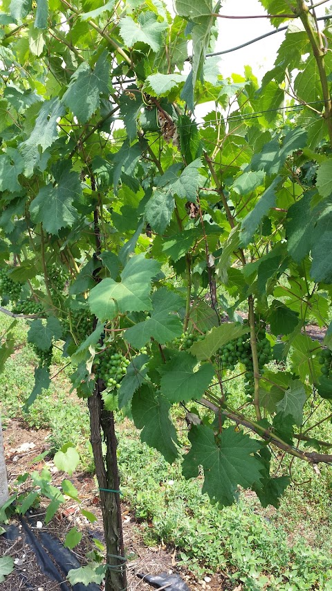 Vineria Tacoli Asquini