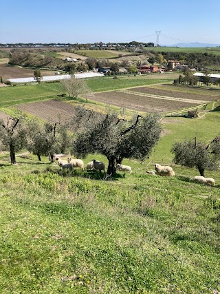 Azienda Agricola Massaccesi