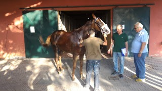 Ciampoli Dr. Raffaello Clinica Veterinaria Il Ceppo Equine Hospital