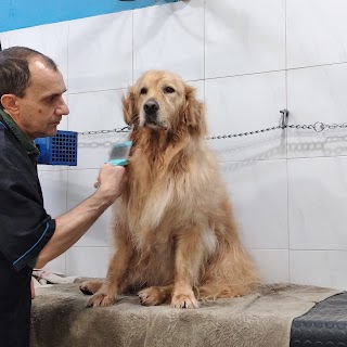 Toelettatura Cani Wash Dog Alessandria