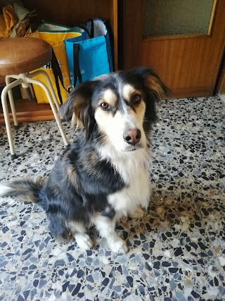 Casa Di Bellezza Del Cane Di Chiapelli Fausto