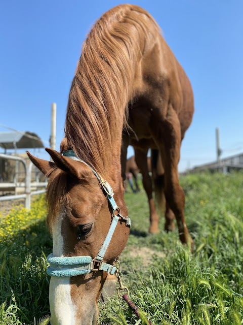 TAMBURINO RANCH