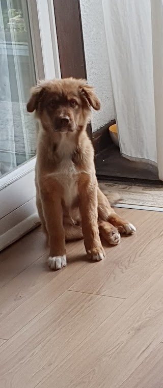 Centro Veterinario Seriate Dott.ssa Bombardieri - Ambulatorio