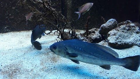 Acquario del Salento