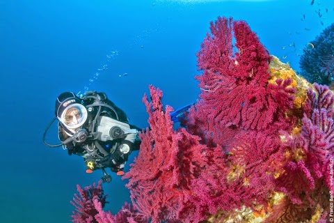 Associazione Nemo per la Diffusione della Cultura del Mare - Ischia