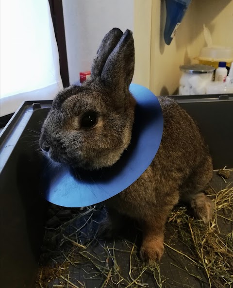 Ambulatorio Veterinario De Amicis, Dott. Lucchi Diego Alberto