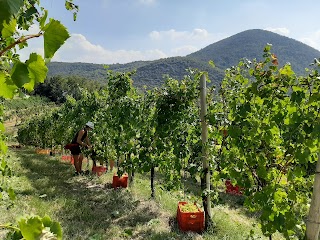 VINI SINIGAGLIA - SOC.AGR.SINIGAGLIA LUIGI E DAVIDE S.S.