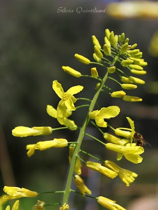 Fonte Migone Società Agricola SRL