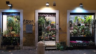 Piante e fiori