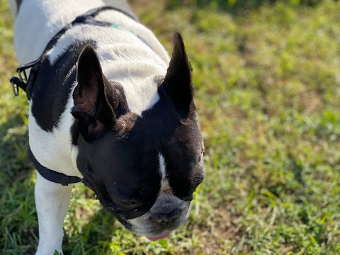 Dog Village Carolei