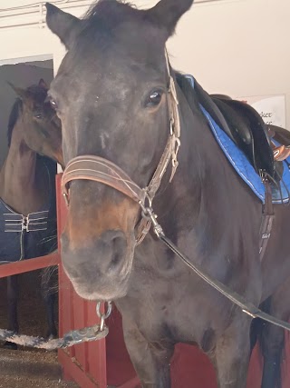 Centro Equestre Giovanni De Trizio - ASD