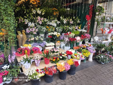 Piante e fiori di Nino - Piazza Santiago del Cile