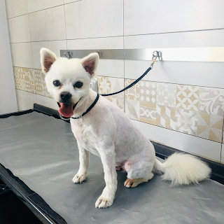 Grooming Dog Toelettatura