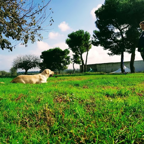 Vir Labor - Centro Nazionale di Educazione e Formazione Cinofila - Centro di Erogazione IAA ( Pet Therapy)