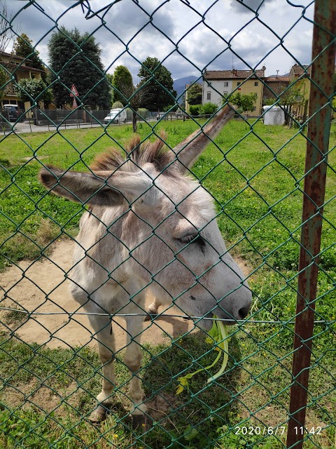 Geremia l'asino