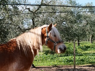 Tenuta Ippedico - Centro Ippico "Free Live" - Ruvo di Puglia