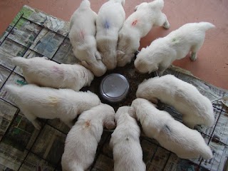 Maple Tree - Allevamento Golden Retriever e Pensione per cani e gatti