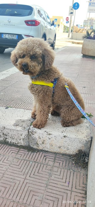 ambulatorio med.veterinario dott.Giacomo Ciro Mastrangelo