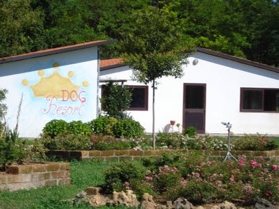 Pensione e toelettatura per Cani Dog Resort