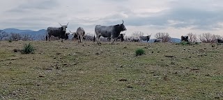 Università Agraria di Blera