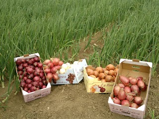 Azienda Agricola La Nostrana