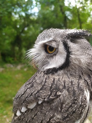 ASD Ali nella notte - scuola di falconeria sportiva