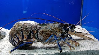 Acquario del Salento